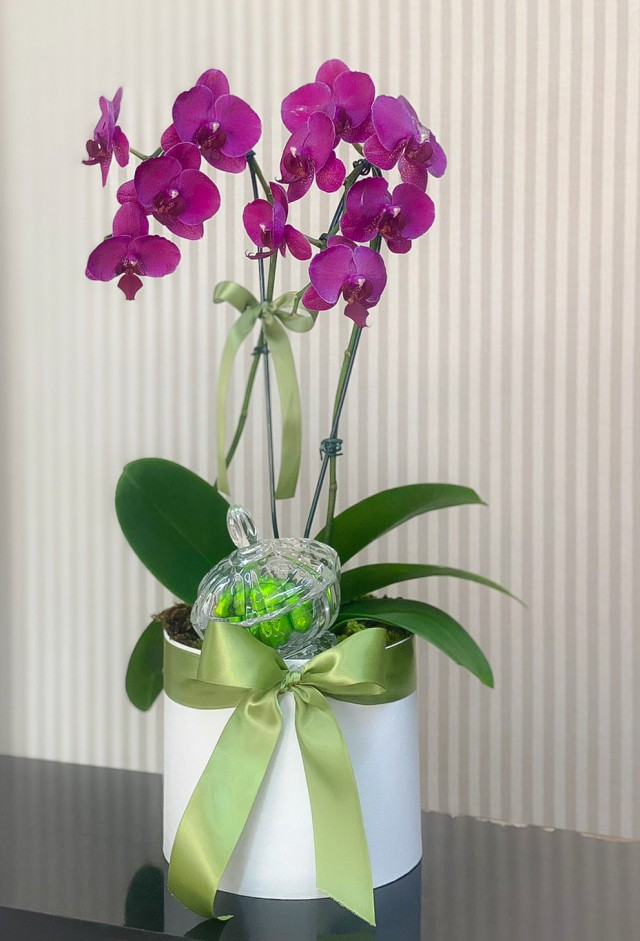 Orquídea, Carinho e Chocolates